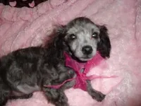 babbi, a female Yorkipoo for sale in Canton, MS – Photo 2 of 2