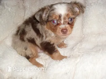 MERL MAN – Chihuahua puppy for sale in Canton, MS