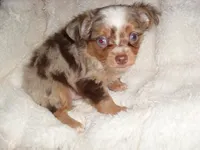 MERL MAN, a male Chihuahua for sale in Canton, MS – 1 of 4