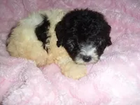 COOPER, a male Poodle - Toy  for sale in Canton, MS – 4 of 4
