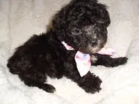 PUMPKIN, a female Poodle - Toy  for sale in Canton, MS – 2 of 4