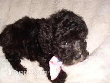 PUMPKIN – Poodle - Toy  puppy for sale in Canton, MS