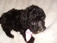 PUMPKIN, a female Poodle - Toy  for sale in Canton, MS – 1 of 4