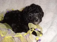 PUMPKIN, a female Poodle - Toy  for sale in Canton, MS – 4 of 4