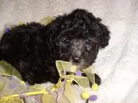 PUMPKIN, a female Poodle - Toy  for sale in Canton, MS – 3 of 4