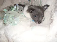 BLUE MAN, a male Chihuahua for sale in Canton, MS – 2 of 4