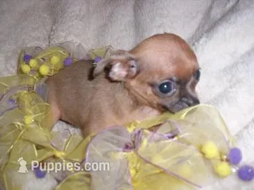 LOU LOU – Chihuahua puppy for sale in Canton, MS