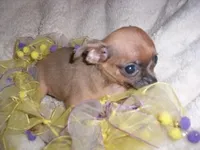 LOU LOU, a female Chihuahua for sale in Canton, MS – Photo 1 of 4