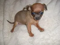 LOU LOU, a female Chihuahua for sale in Canton, MS – Photo 4 of 4