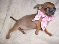 LOU LOU, a female Chihuahua for sale in Canton, MS – Photo 3 of 4