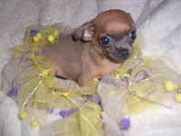 LOU LOU, a female Chihuahua for sale in Canton, MS – Photo 2 of 4