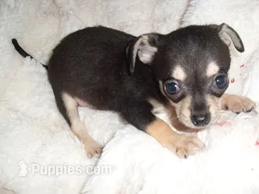 PEPPER – Chihuahua puppy for sale in Canton, MS
