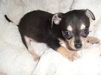 PEPPER, a male Chihuahua for sale in Canton, MS – 1 of 3