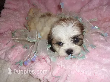 BUBBLES – Shih Tzu puppy for sale in Canton, MS