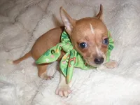 JAZZ, a male Chihuahua for sale in Canton, MS – 2 of 3