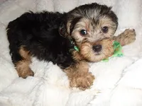 BUSTER, a male Yorkipoo for sale in Canton, MS – 2 of 4