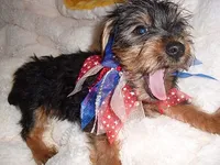 BUSTER, a male Yorkshire Terrier for sale in Canton, MS – 2 of 4
