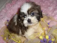 SALLY, a female Shih Tzu for sale in Canton, MS – Photo 2 of 4