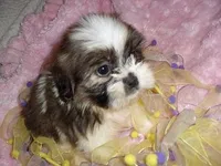 SALLY, a female Shih Tzu for sale in Canton, MS – Photo 4 of 4