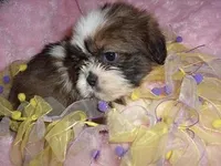 SALLY, a female Shih Tzu for sale in Canton, MS – Photo 3 of 4