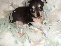 PEPPER, a male Chihuahua for sale in Canton, MS – 3 of 3