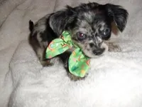 MERLE MAN, a male Chihuahua for sale in Canton, MS – Photo 3 of 4