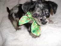 MERLE MAN, a male Chihuahua for sale in Canton, MS – Photo 1 of 4