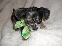 MERLE MAN, a male Chihuahua for sale in Canton, MS – Photo 4 of 4