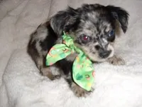 MERLE MAN, a male Chihuahua for sale in Canton, MS – Photo 2 of 4