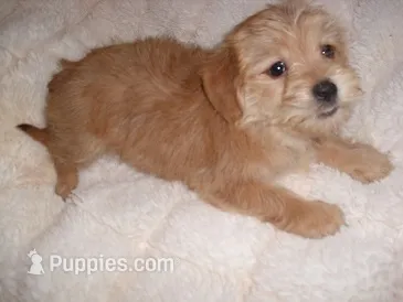 COOPER – Shorkie puppy for sale in Canton, MS