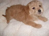 COOPER, a male Shorkie for sale in Canton, MS – 1 of 4