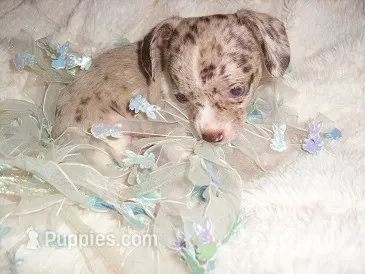 COCO MERLE 1 – Chihuahua puppy for sale in Canton, MS
