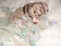 COCO MERLE 1, a male Chihuahua for sale in Canton, MS – 1 of 3