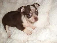 COCO BABY, a female Chihuahua for sale in Canton, MS – 2 of 5