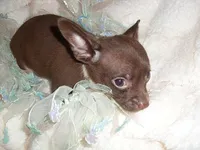 COCO MAN, a male Chihuahua for sale in Canton, MS – 3 of 3