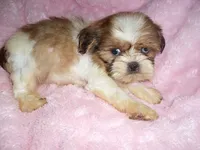 BUCKET, a male Shih Tzu for sale in Canton, MS – 1 of 4