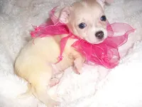 SUNNY, a female Chihuahua for sale in Canton, MS – 3 of 3