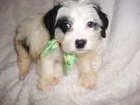 LUNA, a male Yorkipoo for sale in Canton, MS – Photo 2 of 4