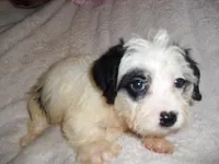 LUNA, a male Yorkipoo for sale in Canton, MS – Photo 4 of 4