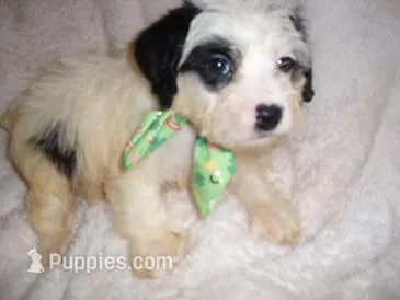 LUNA, a male Yorkipoo for sale in Canton, MS – Photo 1 of 4