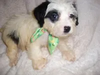 LUNA, a male Yorkipoo for sale in Canton, MS – Photo 1 of 4