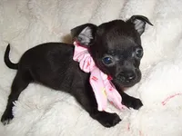 SASSY, a female Chihuahua for sale in Canton, MS – 3 of 3