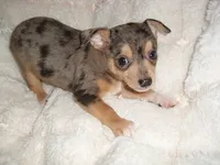 MERLE MAN, a male Chihuahua for sale in Canton, MS – 2 of 3