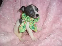 BLUE MAN, a male Chihuahua for sale in Canton, MS – 3 of 4