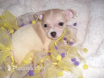 SUNNY – Chihuahua puppy for sale in Canton, MS
