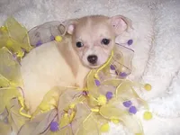 SUNNY, a female Chihuahua for sale in Canton, MS – 1 of 3
