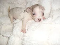 BLUE BABY, a female Chihuahua for sale in Canton, MS – 2 of 4