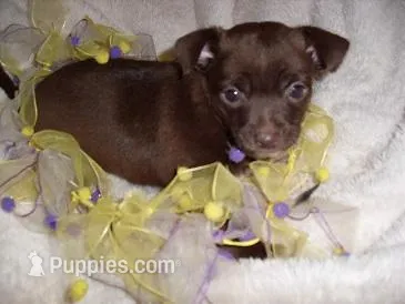 GRACE – Chihuahua puppy for sale in Canton, MS