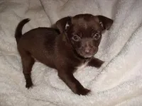 GRACE, a female Chihuahua for sale in Canton, MS – Photo 2 of 2