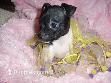 BABY GIRL 1 – Chihuahua puppy for sale in Canton, MS